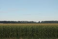 Long view of corn field with stalks horizontal background