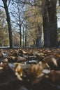 A long view of the crisp fallen leaves Royalty Free Stock Photo