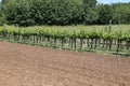 Long vineyards in the Italian hills Royalty Free Stock Photo