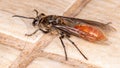 Long-waisted Honey Wasp Royalty Free Stock Photo