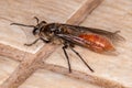 Long-waisted Honey Wasp Royalty Free Stock Photo