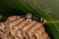 Long-waisted Paper Wasp Royalty Free Stock Photo