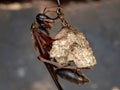 Long-waisted Paper Wasp Royalty Free Stock Photo