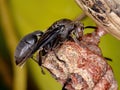 Long-waisted Paper Wasp Royalty Free Stock Photo