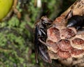 Long-waisted Paper Wasp Royalty Free Stock Photo