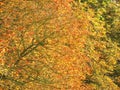 Autumn colours on the trees lining the Long Walk at Windsor Castle, Berkshire England, UK Royalty Free Stock Photo