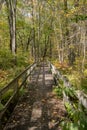 Long Walkway Bridge Through Thick Forest