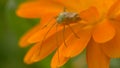 long-wattled bug on a calendula flower