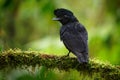 Long-wattled Umbrellabird - Cephalopterus penduliger, Cotingidae, Spanish names include pajaro bolson, pajaro toro, dungali and Royalty Free Stock Photo