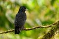 Long-wattled Umbrellabird - Cephalopterus penduliger, Cotingidae, Spanish names include pajaro bolson, pajaro toro, dungali and