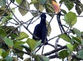 Long-wattled Umbrellabird (Cephalopterus penduliger) in Equador