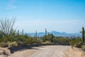 A long way down the road of Saguaro National Park, Arizona Royalty Free Stock Photo