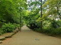 Long way in the green deciduous garden in summer Royalty Free Stock Photo