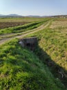 Long way to the journey nature green landscape trip walking over little bridge lowland area