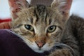 Cute Tabby Kitten Staring into Camera