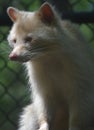 White North American Raccoon with Long Whiskers Royalty Free Stock Photo