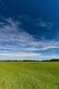 Long white clouds over a field with young corn plants Royalty Free Stock Photo