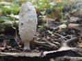 White long muschroom growing on leaves in forest. Royalty Free Stock Photo