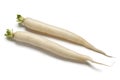 Long white Radish Royalty Free Stock Photo