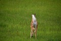 Long White Tail Deer In a Large Grass Field Royalty Free Stock Photo