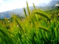 Long Wild Grass Royalty Free Stock Photo