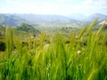 Long Wild Grass Royalty Free Stock Photo