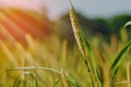 long wild grass and sunlight