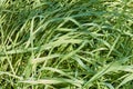 Long wild green fresh summer grass with sunlight. Royalty Free Stock Photo
