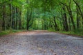 A long winding dirt hiking trail covered with fallen autumn leaves surrounded by lush green and autumn colored trees Royalty Free Stock Photo