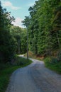 Long winding gravel trail leading through a dense forest Royalty Free Stock Photo