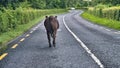 The long and winding road ahead Royalty Free Stock Photo