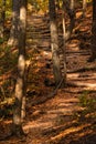 Long winding wooden staircase weaving through a wooded area, with dappled light shining through trees.