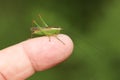A Long Winged Cone-head Cricket, Conocephalus fuscus, sitting on a persons finger.