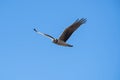 Long winged Harrier in flight,