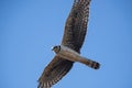 Long winged Harrier in flight,