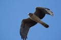 Long winged Harrier in flight,