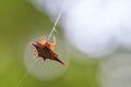 Long-winged kite spider - Gasteracantha versicolor