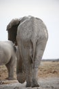 Rear view of a huge African elephant walking away