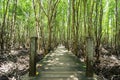 Long wood bridge in golden mangrove forest, Chanthaburi Thailand Royalty Free Stock Photo