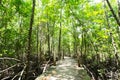 Long wood bridge in golden mangrove forest, Chanthaburi Thailand Royalty Free Stock Photo