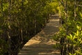 Long wood bridge in mangrove forest, Thailand. Royalty Free Stock Photo