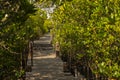 Long wood bridge in mangrove forest, Thailand. Royalty Free Stock Photo