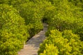 Long wood bridge in mangrove forest, Thailand. Royalty Free Stock Photo