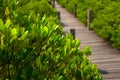 Long wood bridge in mangrove forest, Thailand. Royalty Free Stock Photo