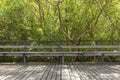 A long wooden bench with wooden floor in mangrove forest Royalty Free Stock Photo