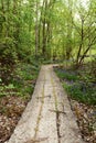 Long wooden plank path leads into lush woodland in springtime Royalty Free Stock Photo