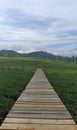 A long wooden platform bridge over a vast tea garden with a beautiful view