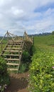 A long wooden platform bridge in a tea garden with an amazing view on a tourist spot