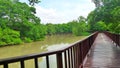 Long woonden walk way bridge in mangrove green at Bangkrachao area