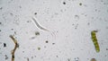 A long worm is a nematode surrounded by many bacteria